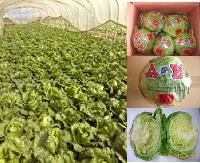 sell lettuce