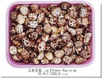 Dried mushroom (shitake)