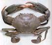 Mud Crabs , Lobster & Fish