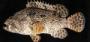 Grouper Fish