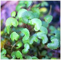 Gotu Kola Extracts in Series: