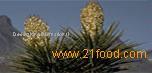 Yucca and Quillaja Extracts