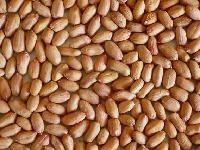 Virginia peanut kernels