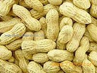  raw  peanut in shell