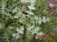 Milk thistle extract