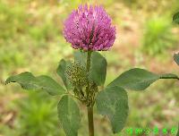 Red clover extract