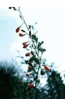 Wolfberry extract