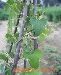 Wild yam extract