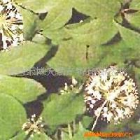 Siberian  ginseng   extract 