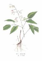 Epimedium extract