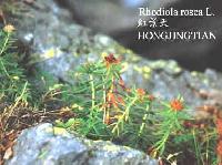 Rhodiola extract