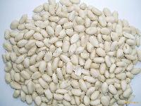 blanched peanut kernel
