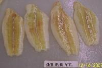 Yellow Tail Flounder