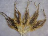 Dried Squid Tentacle With Neck
