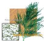 Herbs 1