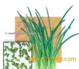 Chives