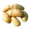 Holland Potato