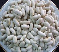 White kidney bean