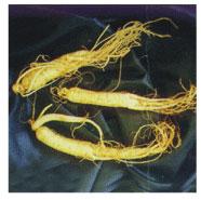 Ginseng Extract