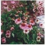  Echinacea   Purpurea   Extract .