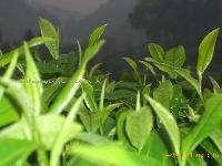 Green tea EGCG 60% - 95%