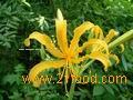 galanthamine hydrobromide 60%, 98%