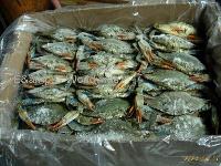  Blue  Crab