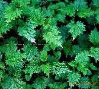 3,4-divanillyltetrahydrofuran 95%(Nettle Root Extract)