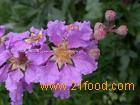 Banaba Leaf Extract,narrowleaf rockvine root or herb