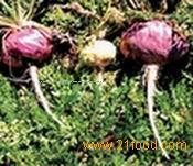 Maca Extract,plant extract