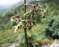 Silene otites Extract,health care product