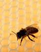 Natural Honey