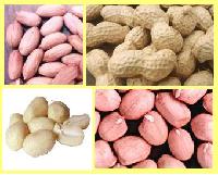 Peanut in shell and kernel