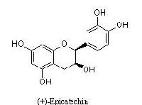 Green Tea Extract