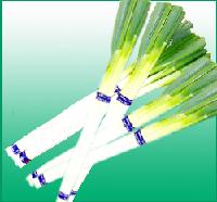 Japanese Long Scallion
