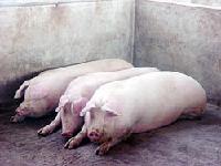 Boar 