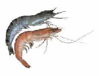 PRAWNS WITH HEADS