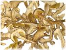 Boletus edulis Grade A