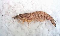 Bamboo Shrimp