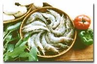 WHITE SHRIMP