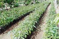  MANGO   SEED 