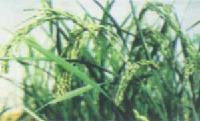 GENE-TRANSFERRED  PADDY 