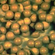  brine   shrimp   egg s