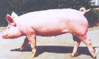 BREEDING PIG