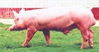 DOUBLE-MUSCLE BACK  WHITE   PIG 