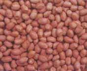 SPICY PEANUT