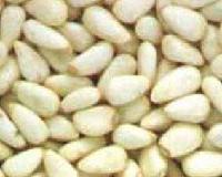 PINE NUT KERNELS