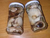 Canned  Brined   Mushroom 
