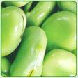 Salted Broad Bean