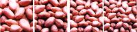 GROUNDNUT KERNELS